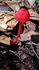 Pseudohygrocybe
