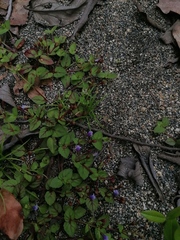 Torenia fournieri