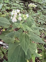 Ageratina roanensis