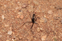 Leptomyrmex varians