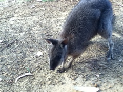 Notamacropus eugenii