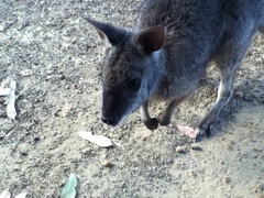 Notamacropus eugenii