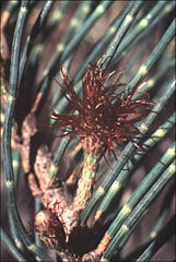 Allocasuarina monilifera