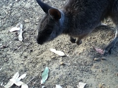 Notamacropus eugenii