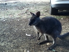 Notamacropus eugenii