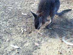 Notamacropus eugenii