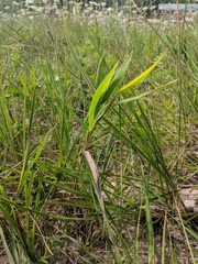 Dichanthelium xanthophysum