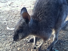 Notamacropus eugenii