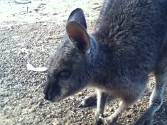 Notamacropus eugenii