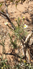 Olearia pimeleoides