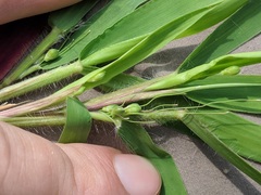 Dichanthelium xanthophysum