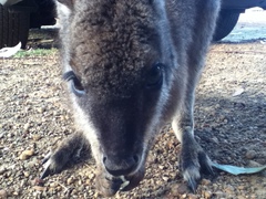 Notamacropus eugenii