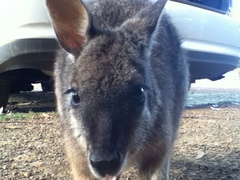 Notamacropus eugenii