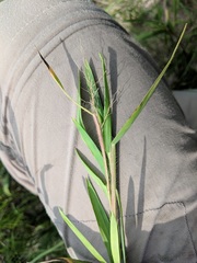 Dichanthelium xanthophysum