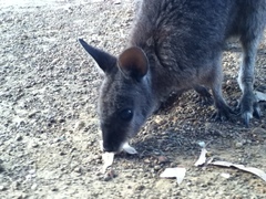 Notamacropus eugenii