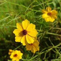 Coreopsis linifolia