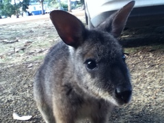 Notamacropus eugenii