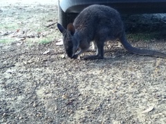 Notamacropus eugenii