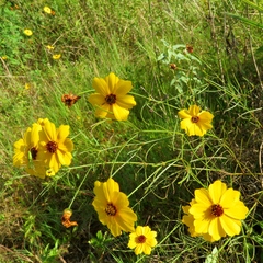 Coreopsis linifolia