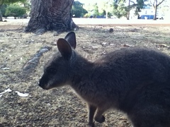 Notamacropus eugenii