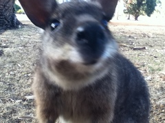 Notamacropus eugenii