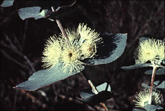 Eucalyptus cordata