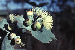 Eucalyptus cordata