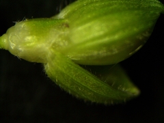 Dichanthelium xanthophysum