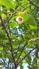 Ternstroemia sylvatica