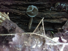 Helvella elastica