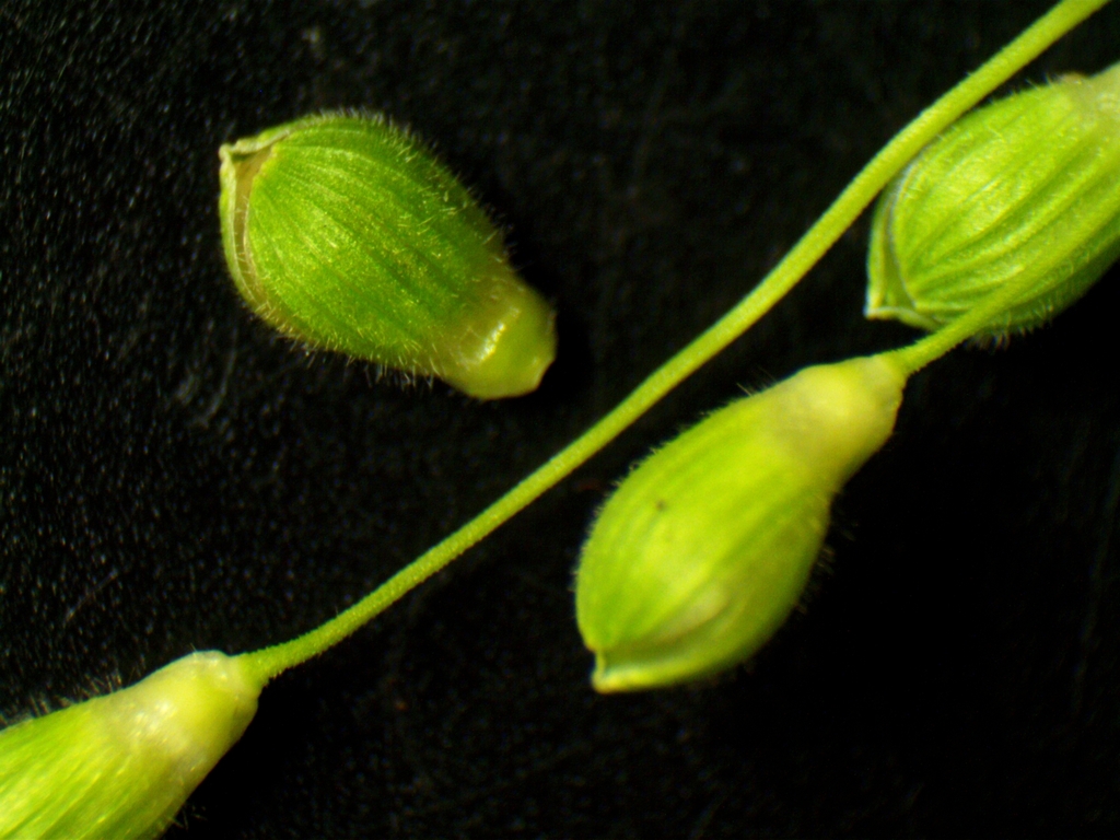 slender panic grass