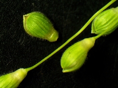 Dichanthelium xanthophysum