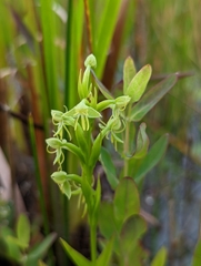 Habenaria repens
