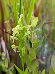 Habenaria repens