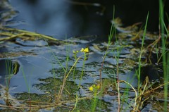 Utricularia foliosa image