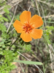 Kallstroemia grandiflora