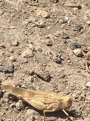 Oedipoda canariensis