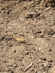 Oedipoda canariensis