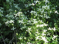 Clematis terniflora