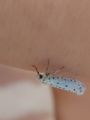 Yponomeuta