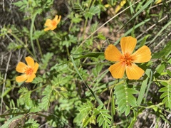 Kallstroemia grandiflora