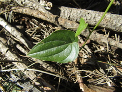 Dioscorea humifusa
