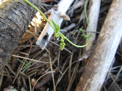 Dioscorea humifusa