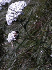 Achillea millefolium image