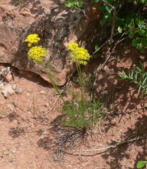Harbouria trachypleura