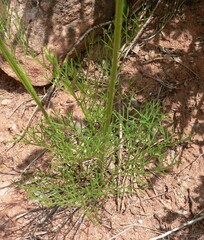Harbouria trachypleura