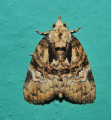 Lophothripa vitea
