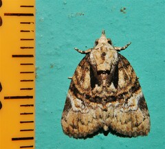 Lophothripa vitea