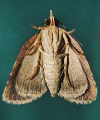 Lophothripa vitea