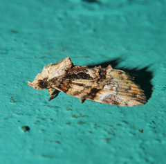 Lophothripa vitea